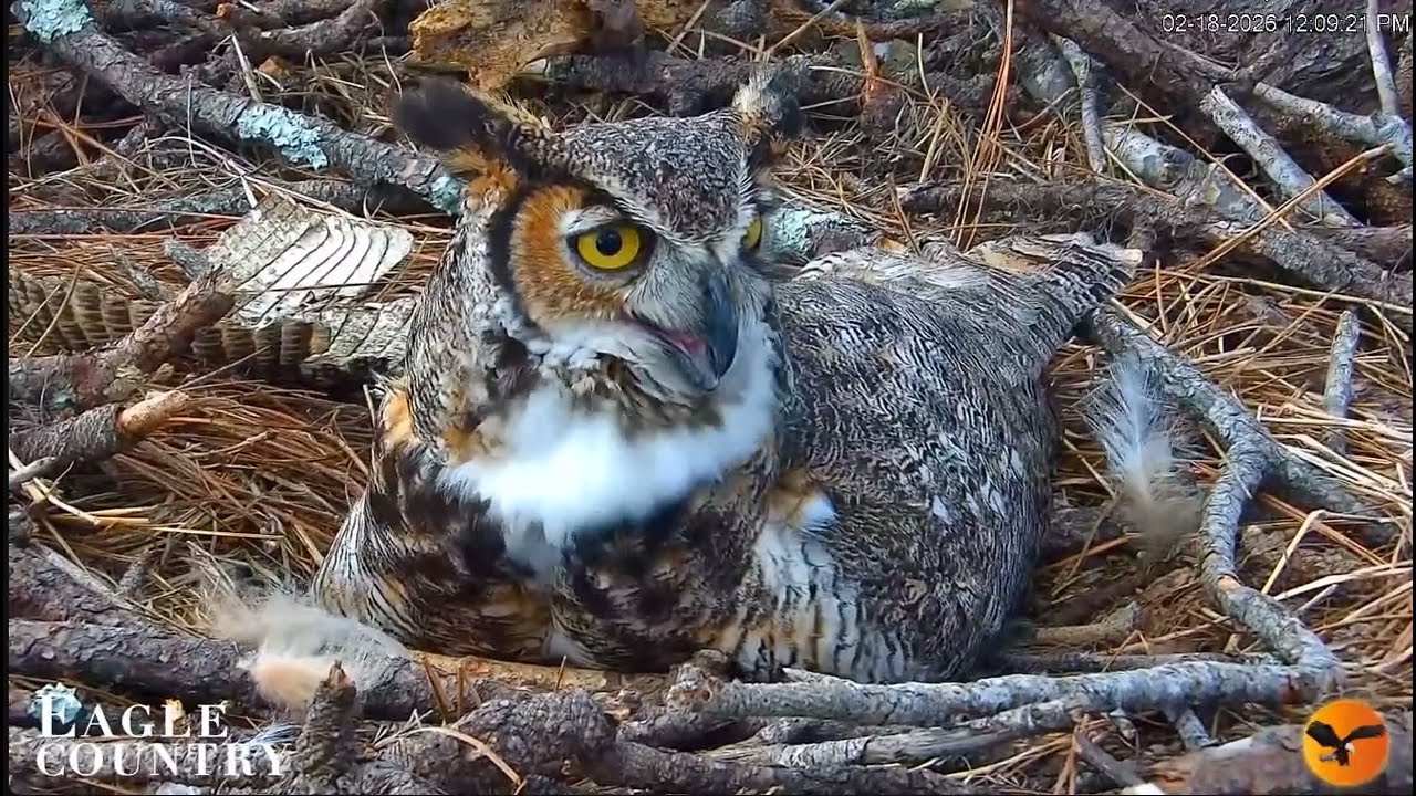 Eagle Country Nest- Puchacz wirginijski- Willow & Gus & 🥚 🌹🍀- Czekamy na maluszka 18/02/2026 Floryda