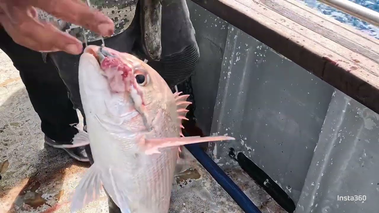 Kawhia Wharf Fishing