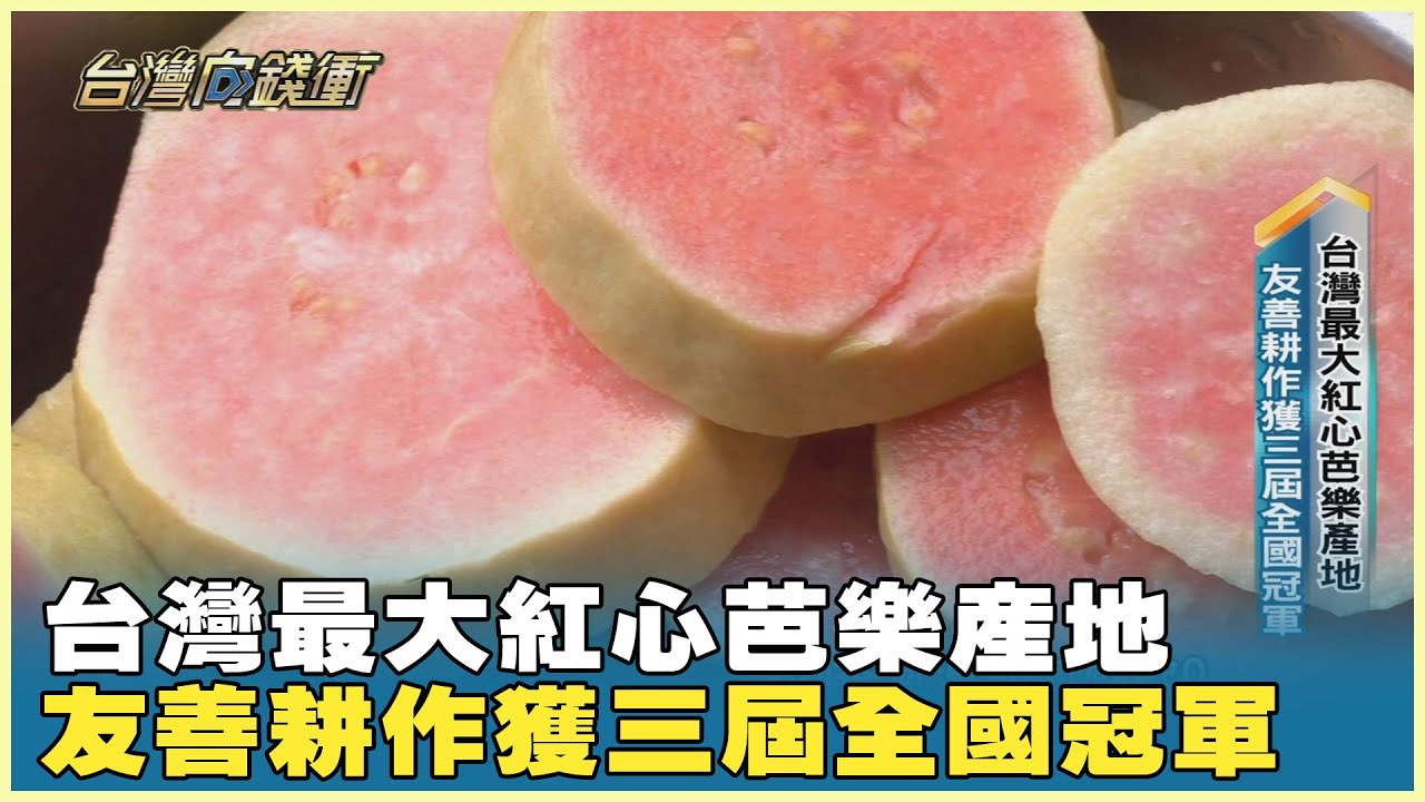 台灣最大紅心芭樂產地 友善耕作獲三屆全國冠軍 20231118【台灣向錢衝】PART1
