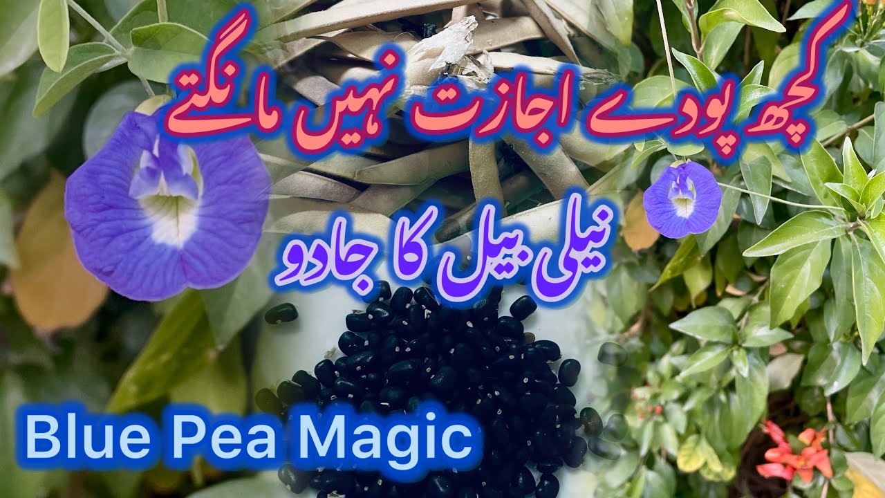 Butterfly Pea Vine| Blue Pea Vine| Blue Tea Benefits| Seed Harvest Story| Blue Pea Magic|Self Grown 