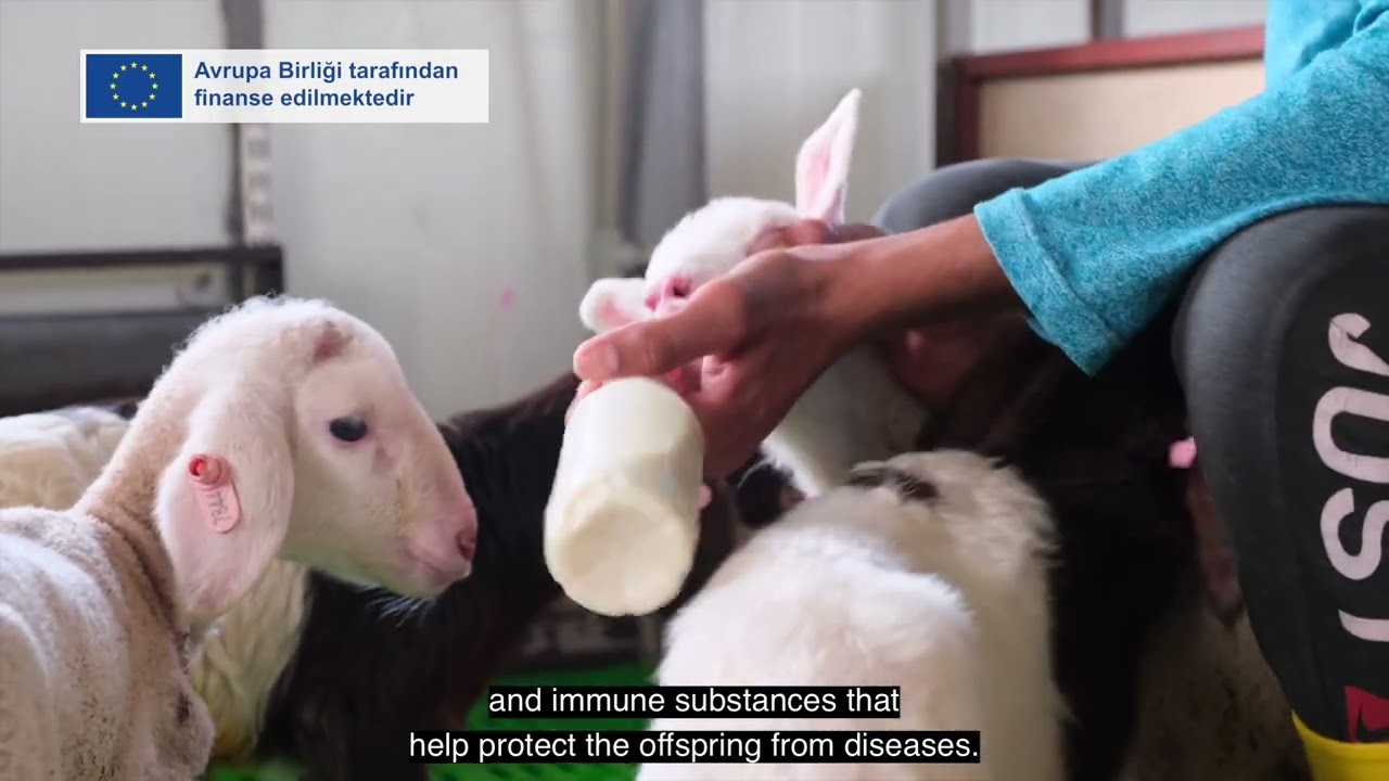 Yeni Doğan Kuzu ve Oğlak Ölümlerinin Azaltılması - How to Lower Lamb and Kid Mortality