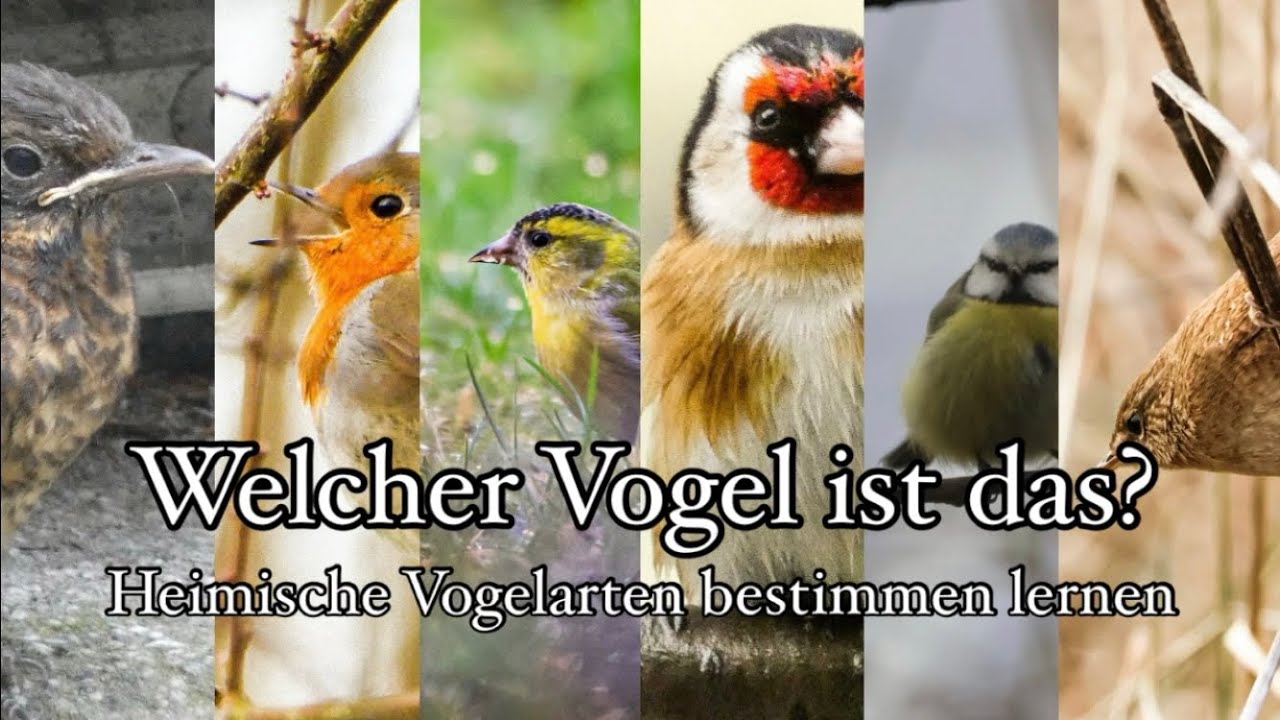 Heimische V&ouml;gel bestimmen lernen: Wichtige Merkmale + Tipps zur Vogelbeobachtung 🌼🐣🎵