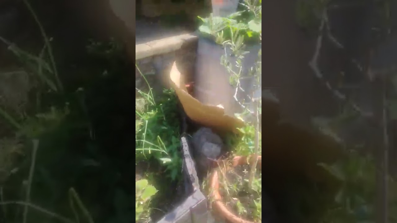 鱼翅瓜地栽丰产，如果桶种怎么做，盘藤促根