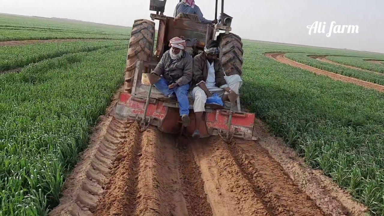 زراعة الحبحب(البطيخ ) في السعودية وادي الدواسر  محمل علي القمح