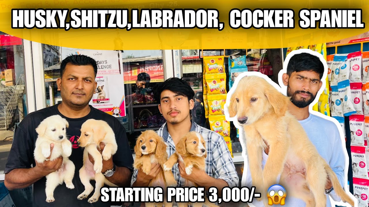 Cheapest Pet Market! Dogs @ ₹3000 Starting | Dog Market in Guwahati 😍