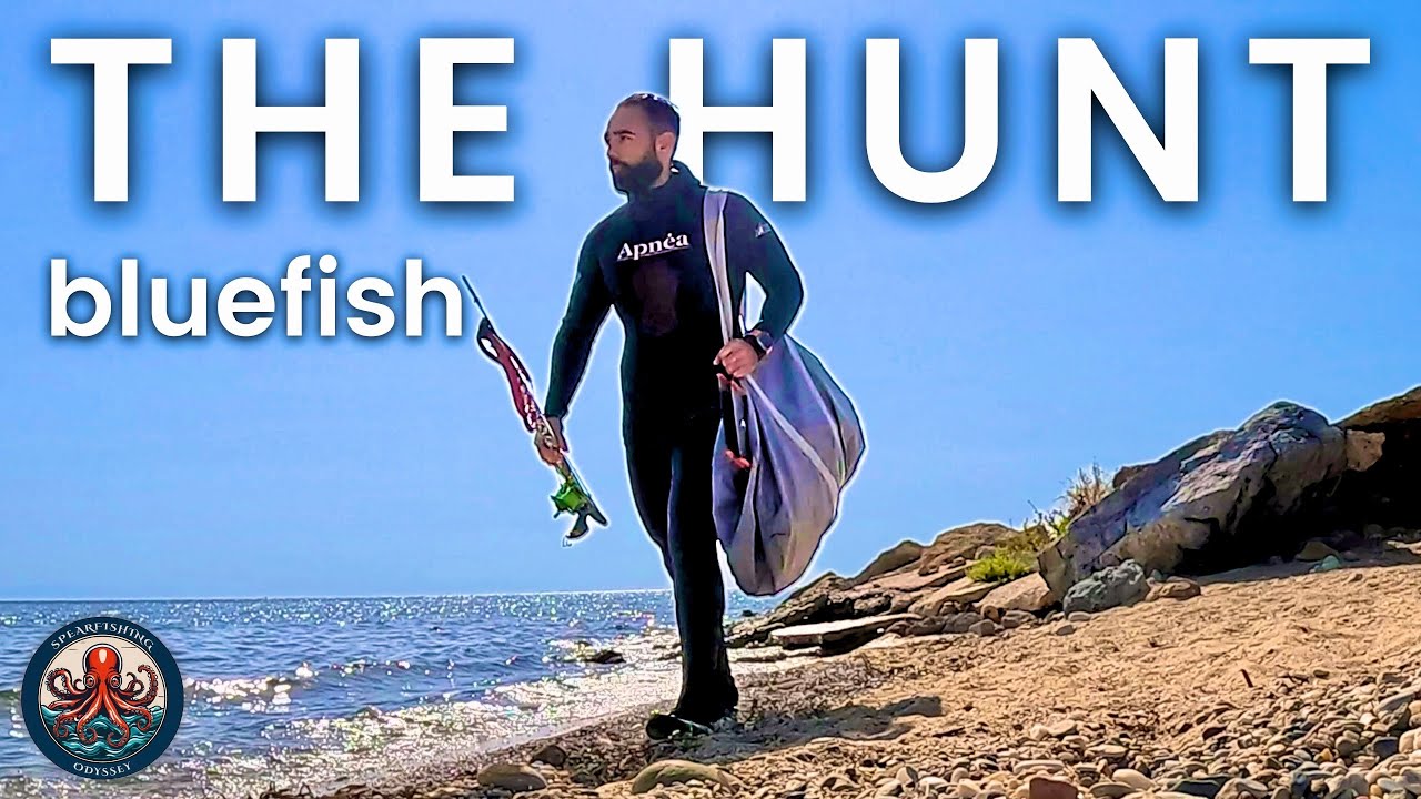🔱 Mullets Panic as the Bluefish Hunt  | Shallow Spearfishing in Greece 🐟
