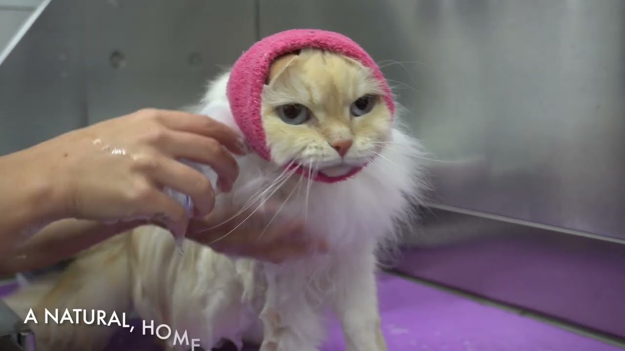 Happy Hoodie's different uses with adorable, happy, calm pets.