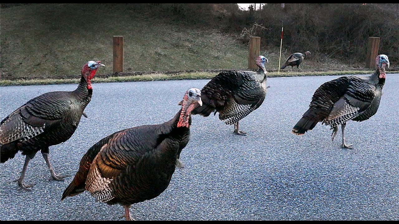HILARIOUS WILD TURKEYS GOBBLING AT SAME TIME! | Funny wild bird behavior