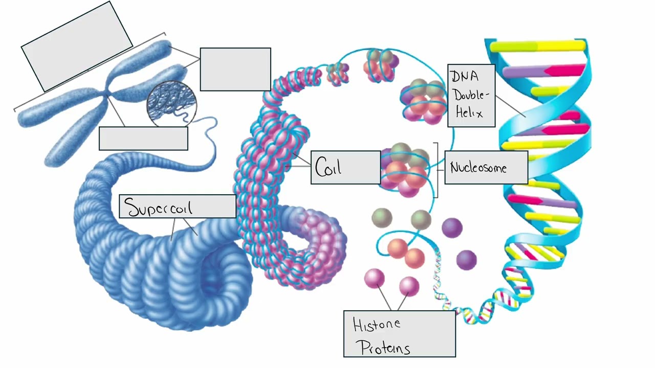 The Process of Cell Division