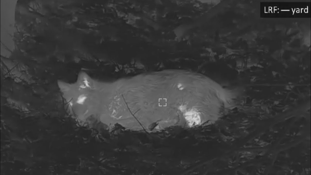 22ARC and 224 Valkyrie Coyote hunting! Thermal hunting - AGM Varmint V2 LRF50-640, ReachiR LRF35-640