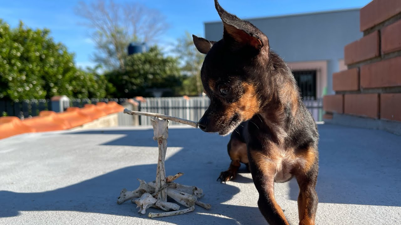 TIRINGA DESCOBRIU COISAS ESTRANHAS NA CHÁCARA, SERÁ QUE É UMA ONÇA-PINTADA? | PINSCHER FILHOTES