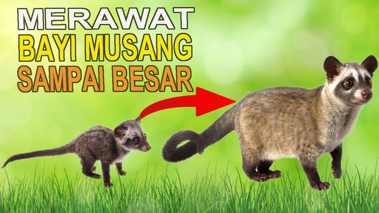 MERAWAT MUSANG PANDAN DARI KECIL SAMPAI BESAR