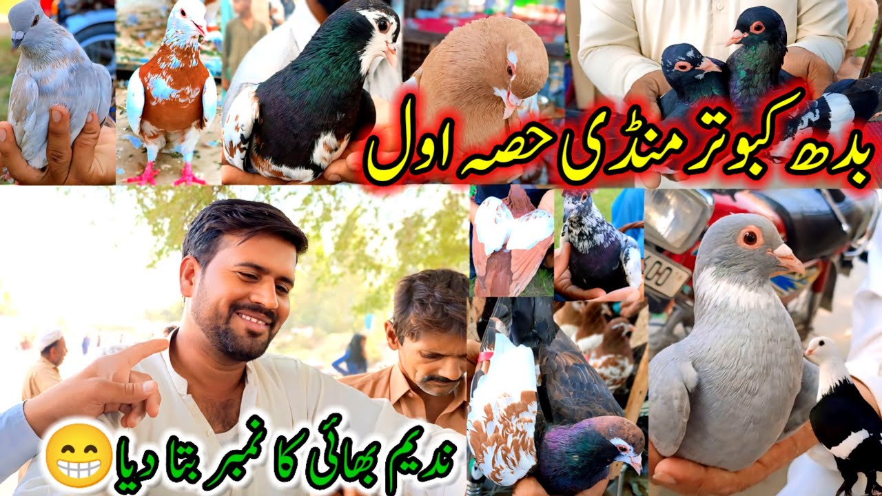 Wednesday Pigeons Market Layyah Latest Update | Colorfull Pigeons Markets | Rangen Kabootar Prices