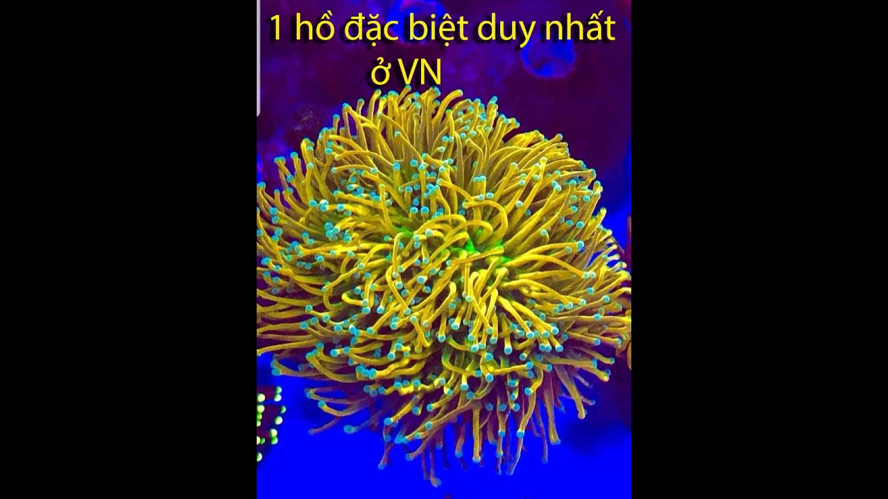 Hồ san h&ocirc; c&aacute; biển độc duy nhất o Vietnam #5