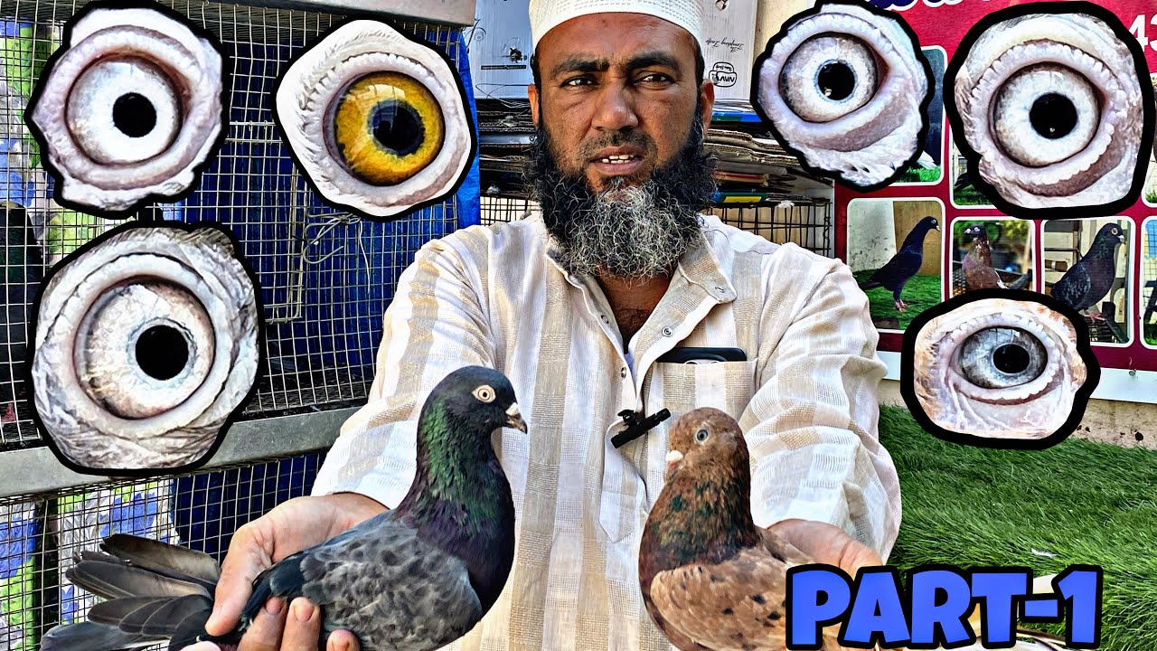 Old line pigeon for sale in Bangalore 😱🔥2026❤️‍🔥🪽Part-1🪽❤️‍🔥/👉93437 96855