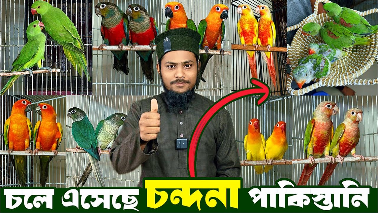 চলে এসেছে চন্দনা🦜 | টিয়া মাত্র ১০০০ | 24 December, 2025