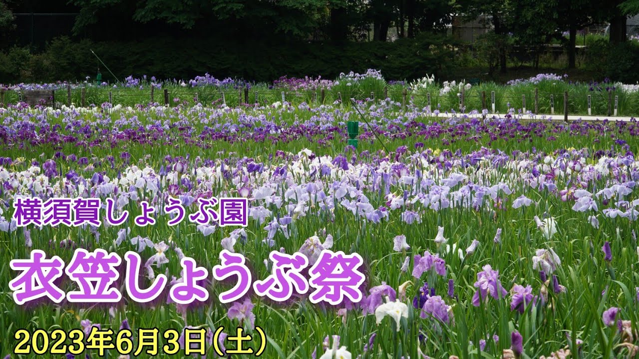 衣笠しょうぶ祭｜横須賀しょうぶ園 2023年6月3日（土）