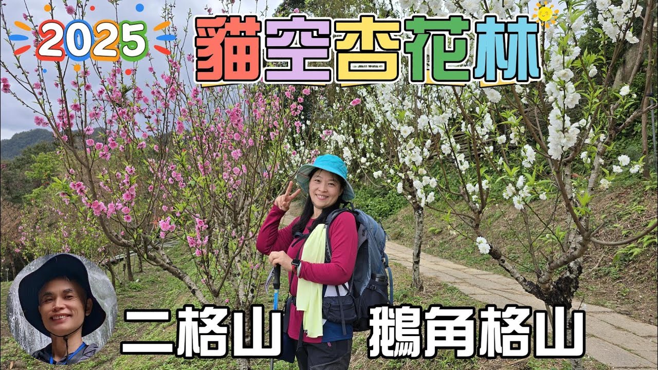 2025貓空杏花林杏花大爆發，粉紅、深紅及白色杏花爭奇鬥艷，八重櫻嬌艷欲滴，從公車站步行20分鐘即抵達，花期有限，要去要快，體力好可以再去爬低海拔雲海聖地，小百岳二格山。