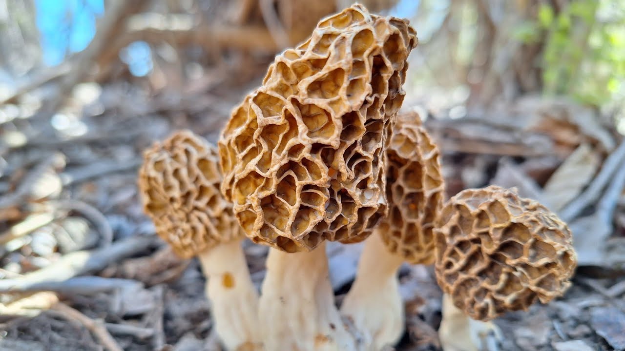 MOREL MUSHROOM HUNTING