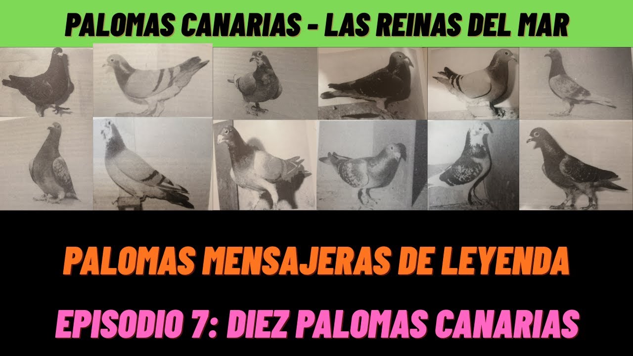 🏆 PALOMAS MENSAJERAS De Leyenda - Episodio 7 (Palomas Canarias - Las Reinas Del Mar)