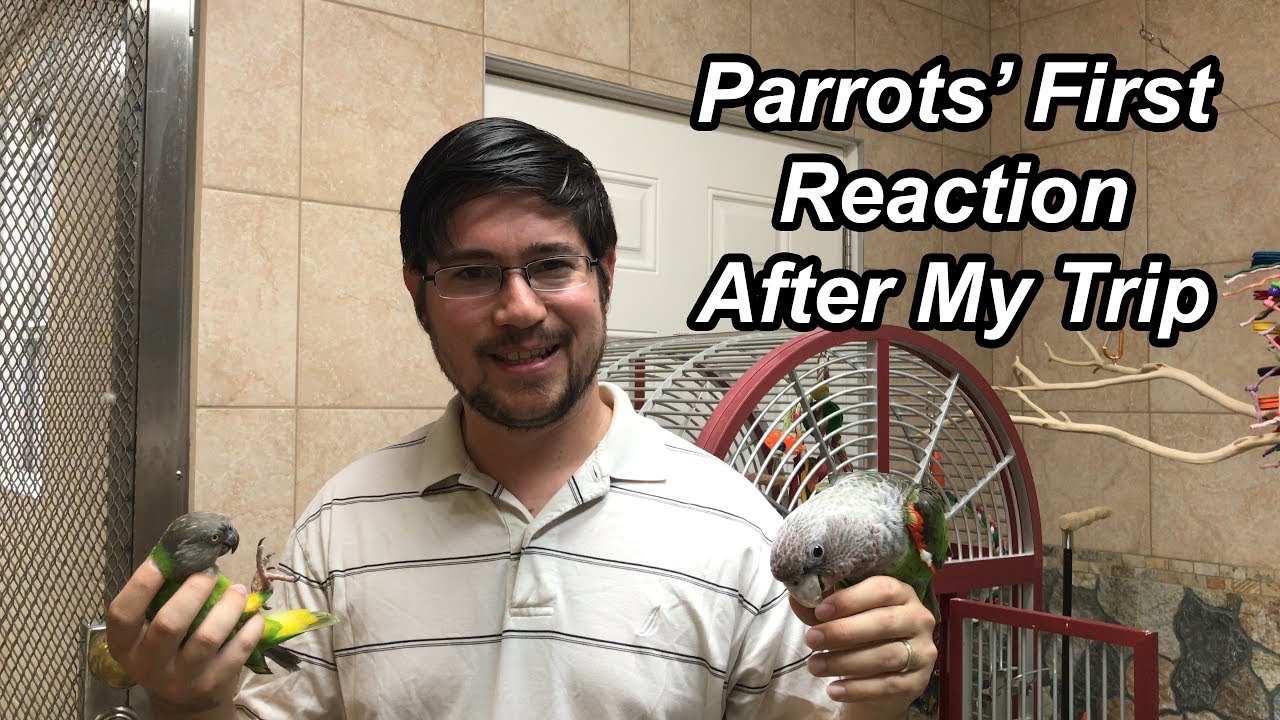 My Parrots' Reaction When I Return from a Trip