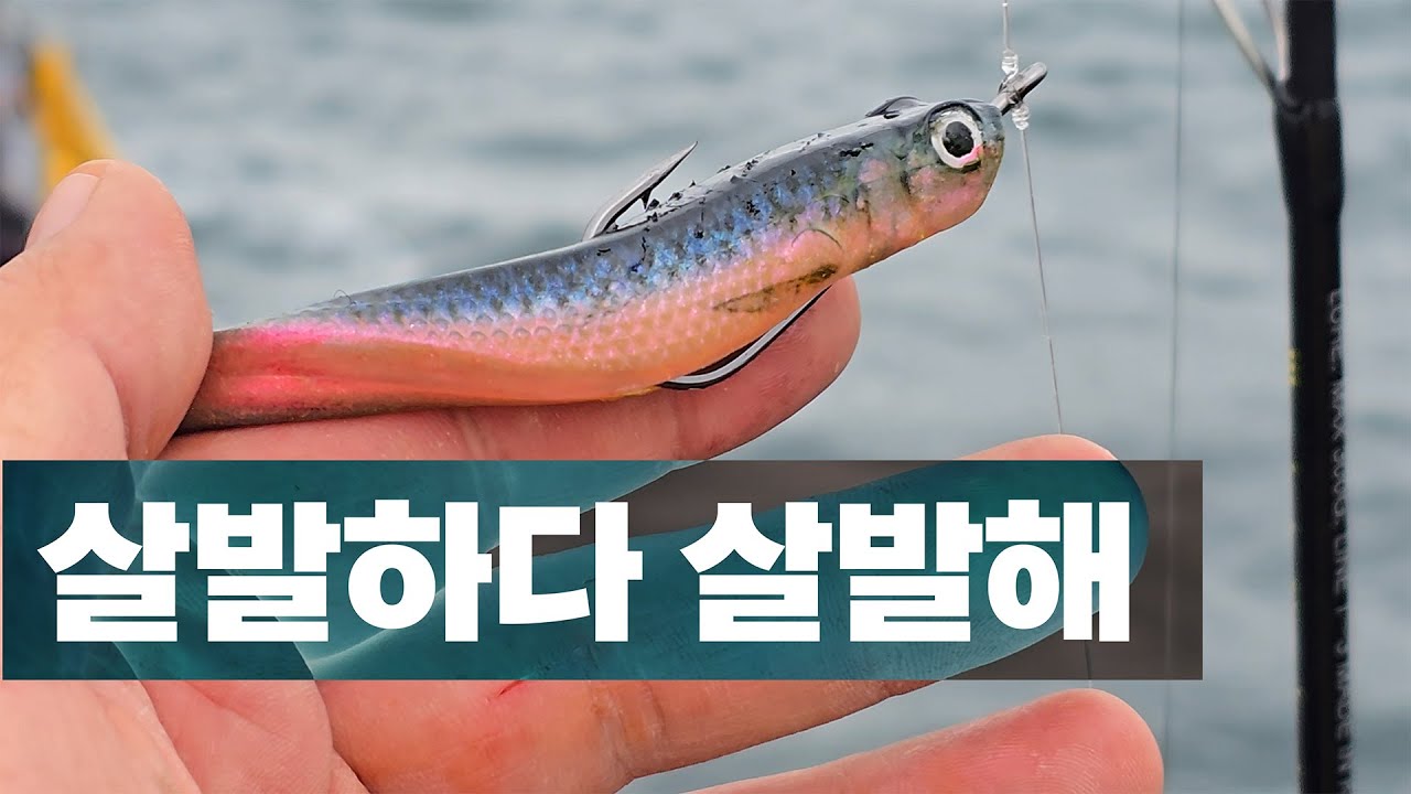 25년 대광어 다운샷의 메인 시즌 - 250519 영흥도 명성호