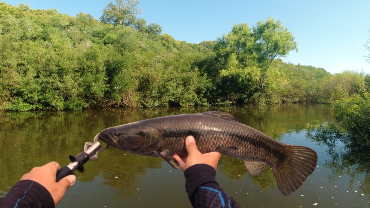 IMPOSIBLE NO PESCAR EN ESTE LUGAR !!! pesca de TARARIRAS tornasol , aventura en kayak