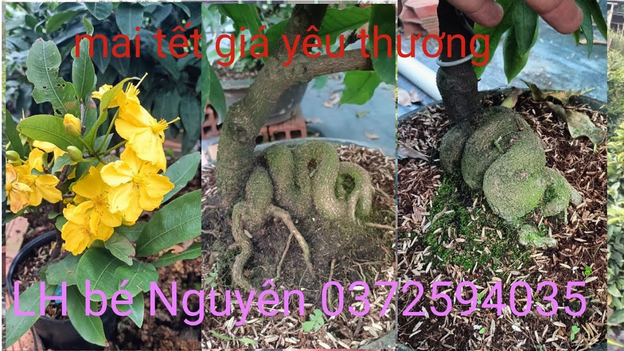 Mai tết giá yêu thương 👉 LH bé Nguyên 0372594035