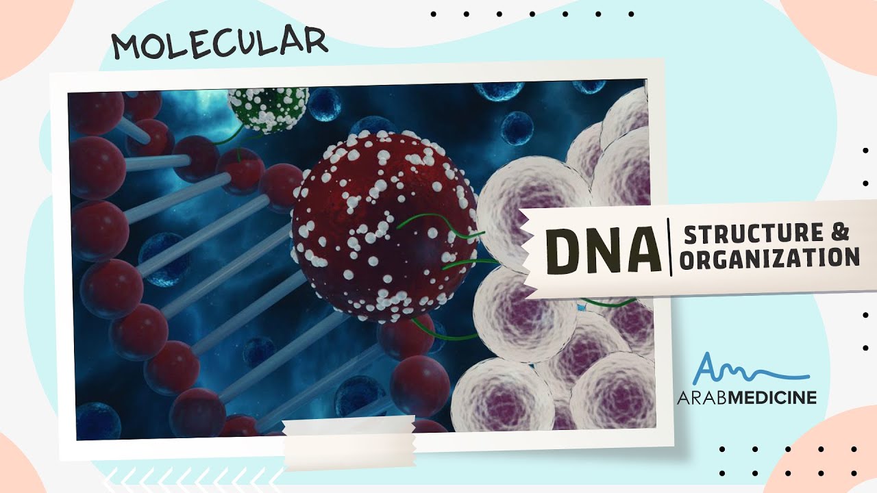 DNA Structure and Organization - Lecture 1 - part 2 - Arab Medicine