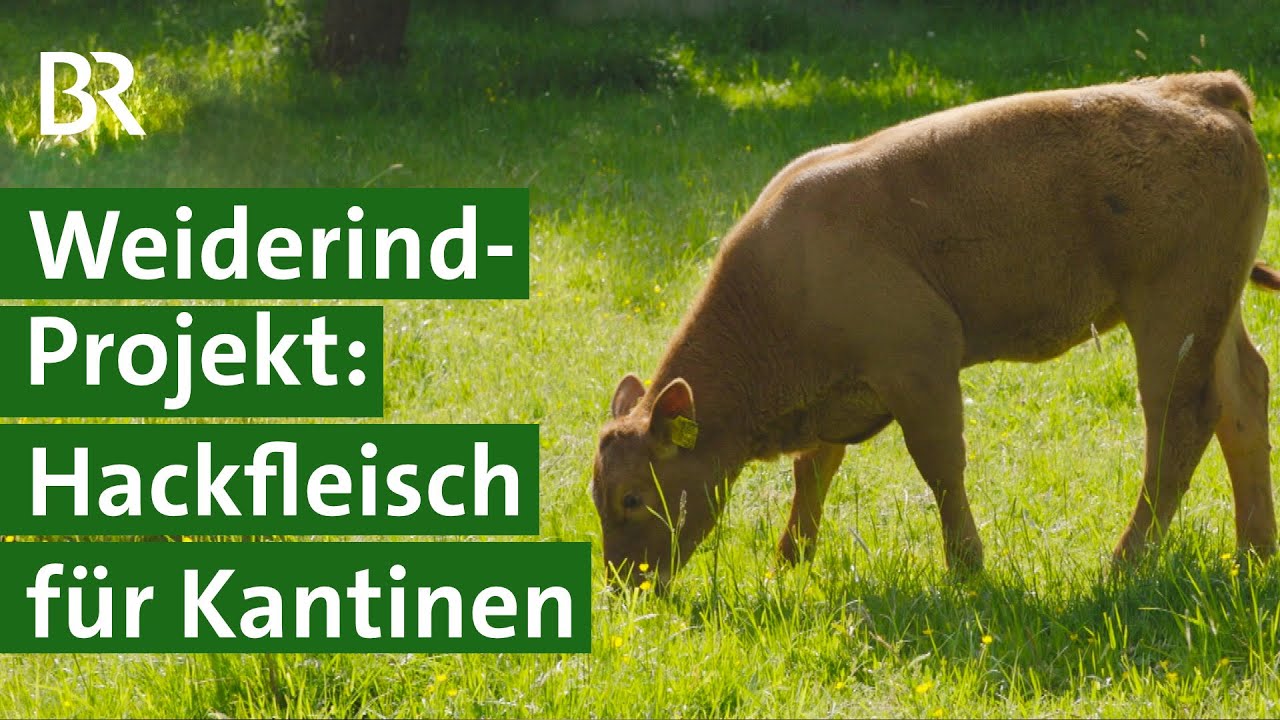Kooperation: Regionales Rindfleisch von der Weide für Johanniter Kantinen | Unser Land | BR