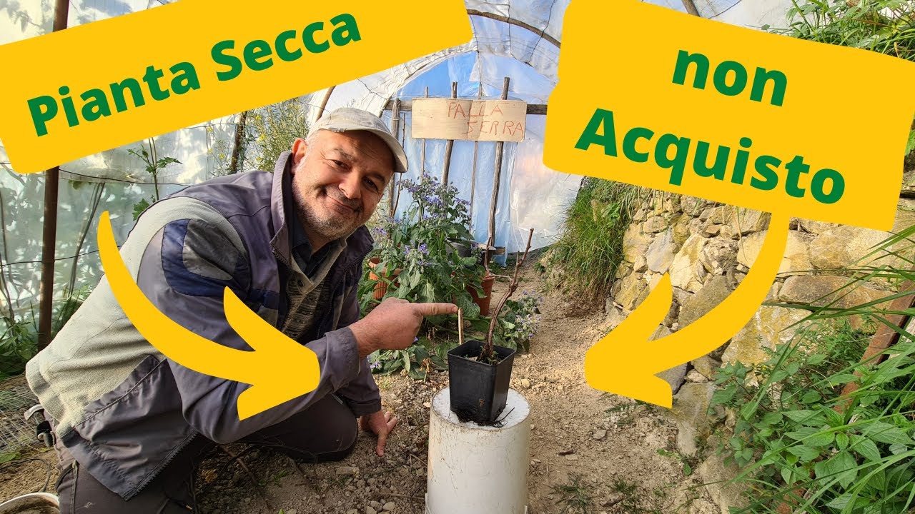 Non Acquistare Piante Secche