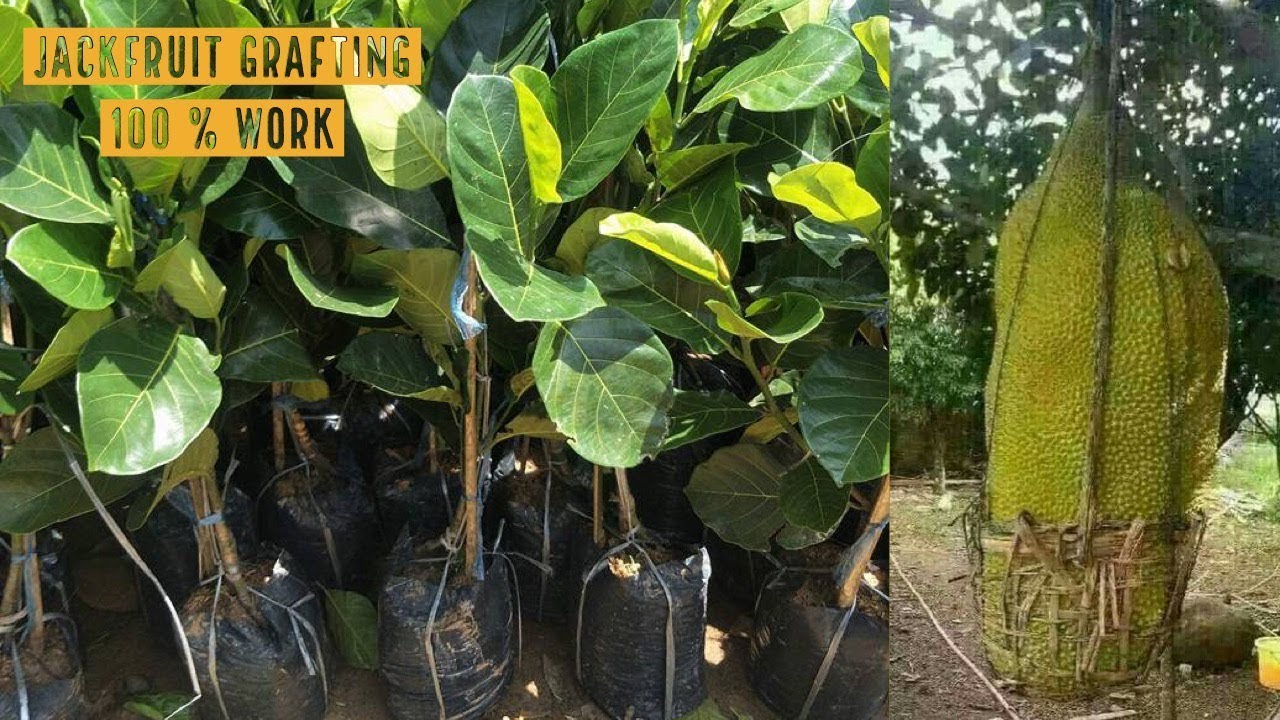 Jackfruit Grafting Technique Working 100% by attaching root