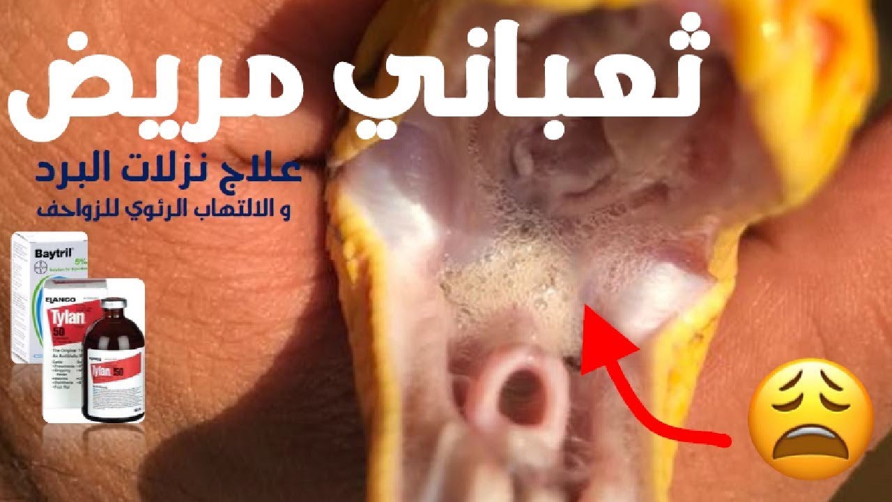علاج الالتهاب الرئوي للزواحف Respiratory infection (RI) treatment