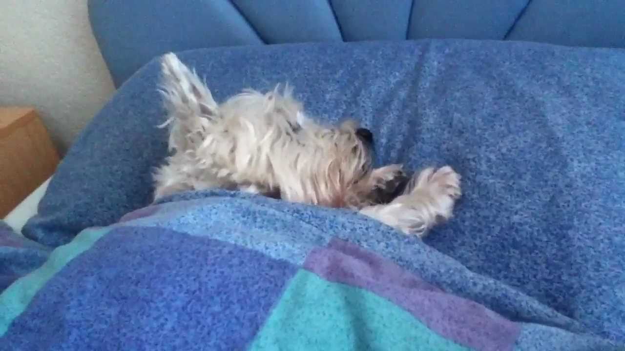 Westie in my bed