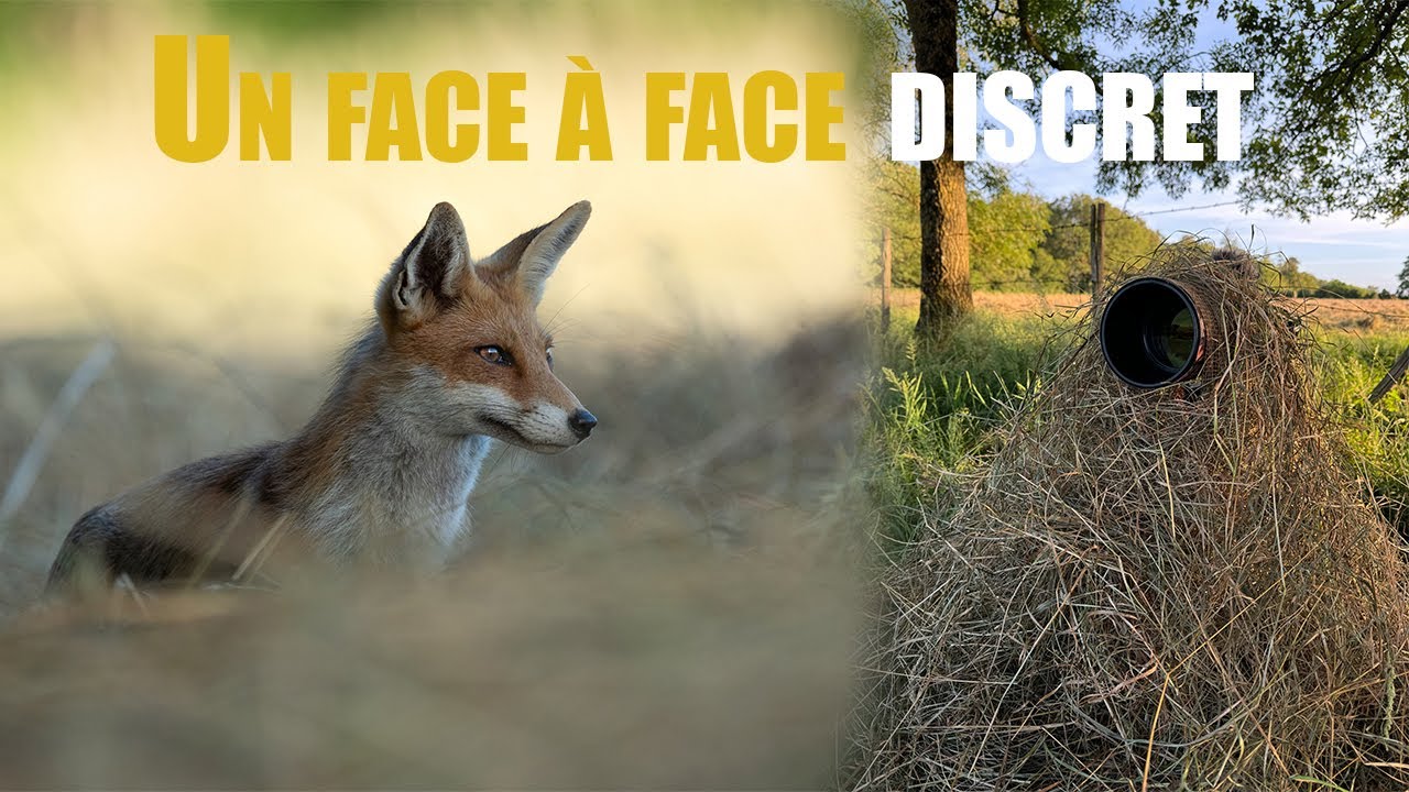 Photo animali&egrave;re / Une soir&eacute;e en for&ecirc;t pour photographier la nature