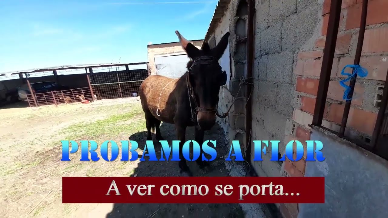 Enganchamos a flor, la mula del Chopete