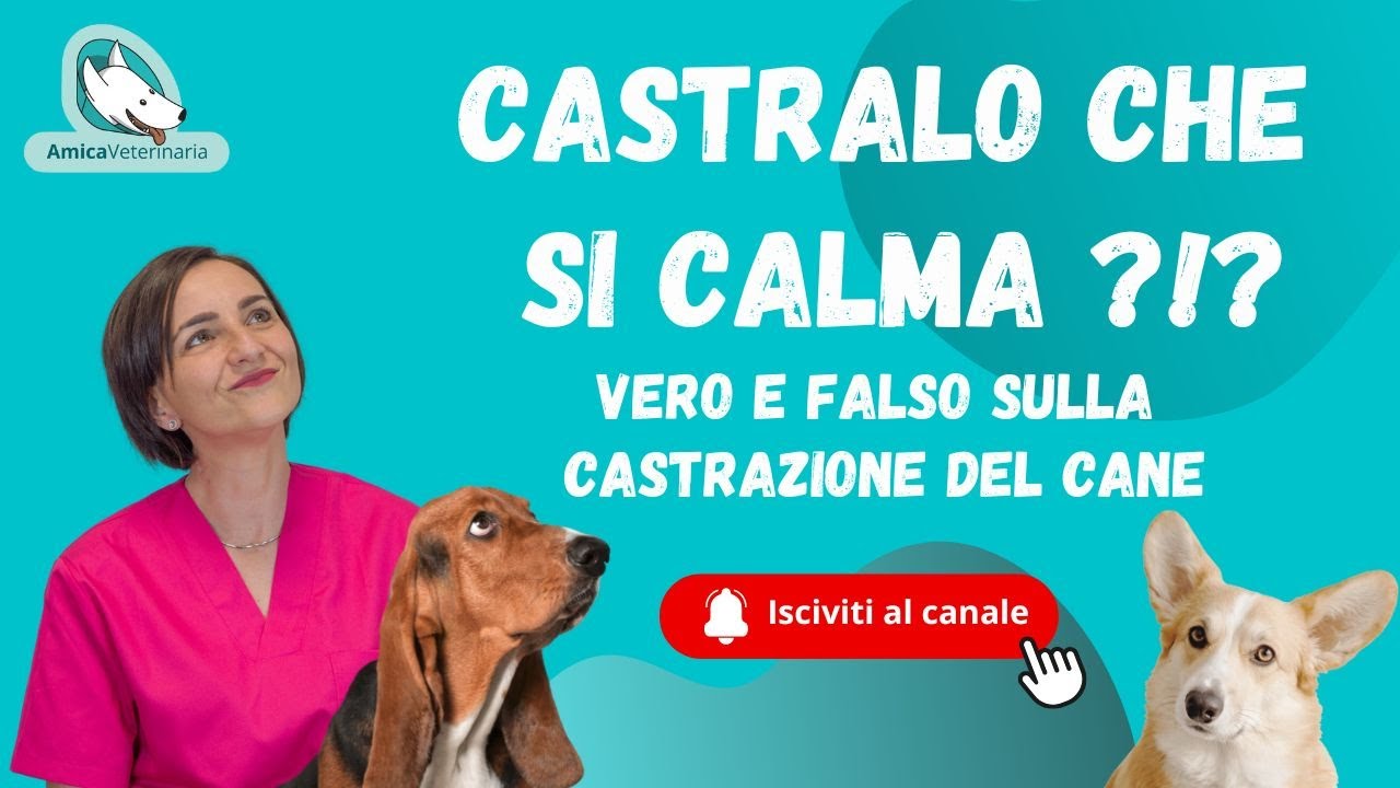 Castrazione del cane: si calmer&agrave;?