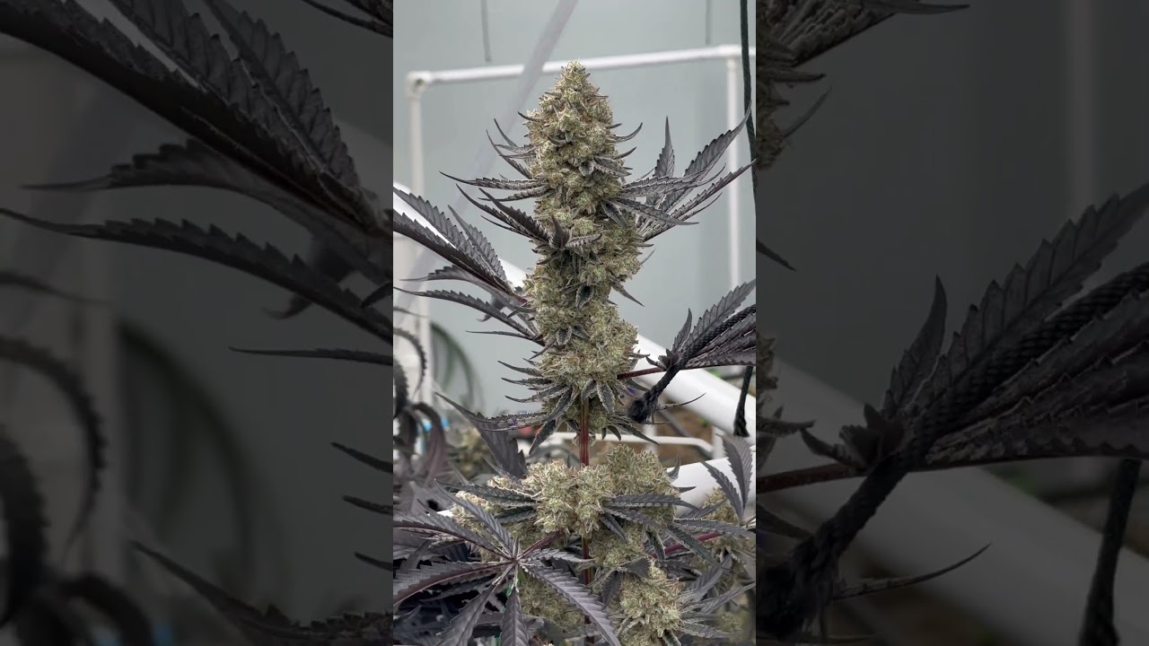 Dante's Inferno Tikimadman  🔥🔥🔥               (Devil Driver x Oreoz)