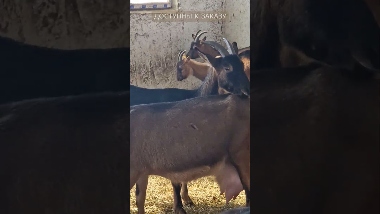 Альпийская коза! В наличии в НАЛЬЧИКЕ!