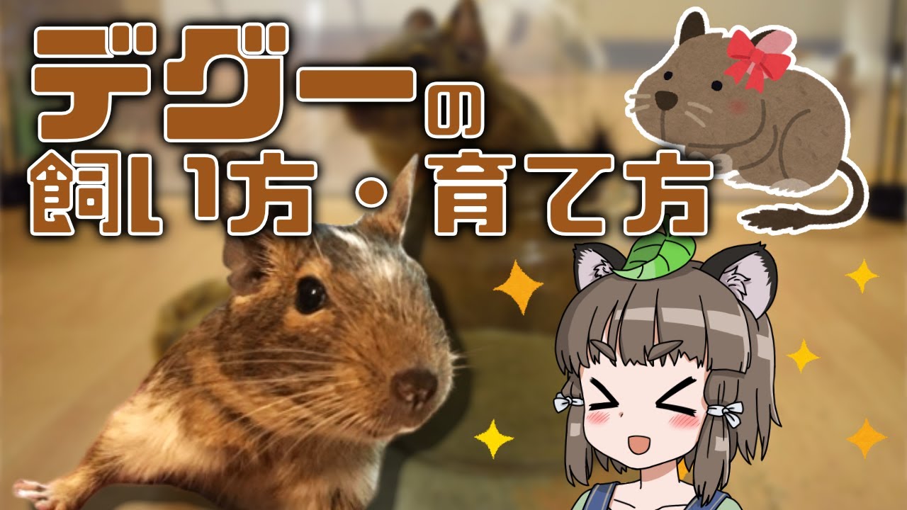 【初心者向け】デグー飼育の始め方｜飼い主さんに色んな疑問を聞いてみた！