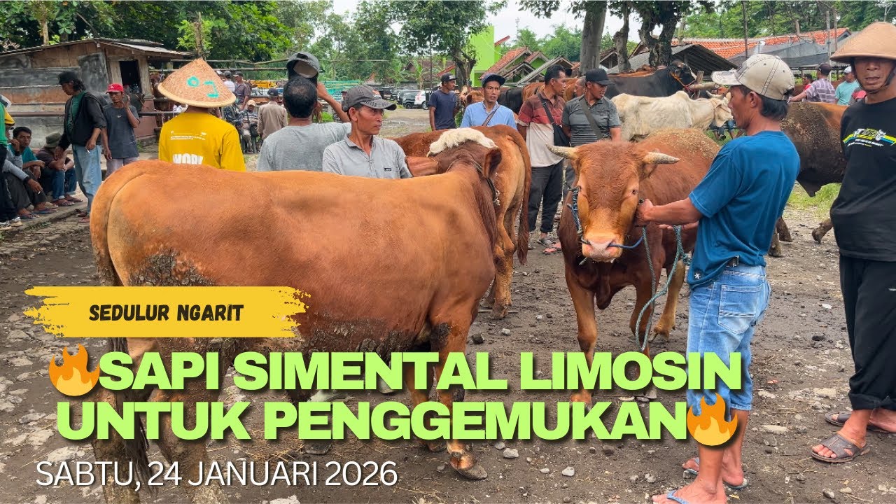 🔥SAPI SIMENTAL LIMOSIN UNTUK PENGGEMUKAN🔥‼️‼️