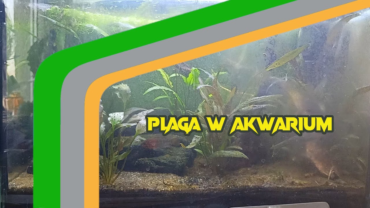 Zacząłem Walkę z Paskudami