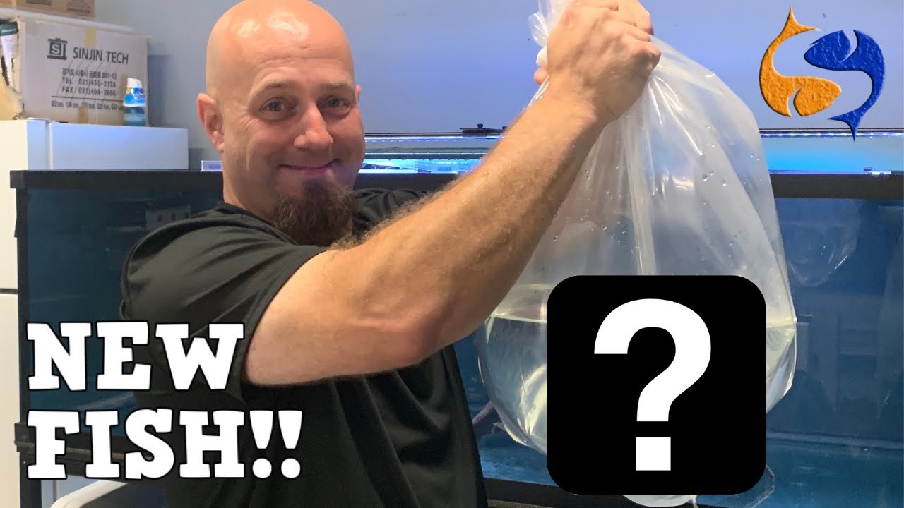 NEW MONSTER FISH for the 360 GALLON! Which Fish Did We Get?