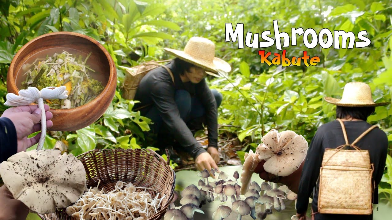 After Heavy Rains and Thunderstorms, Wild Mushrooms Will Grow | mushroom soup to warm the stomach