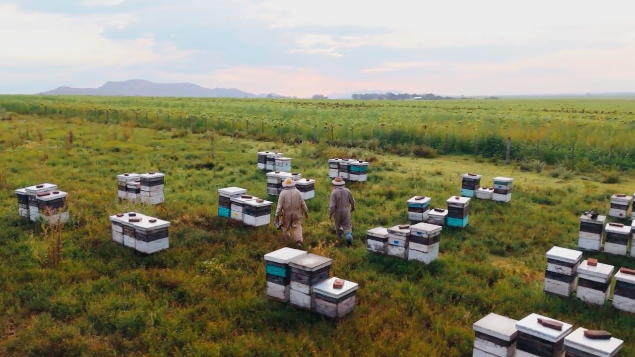 Celebrating Beekeeping: Welcome to Argentina