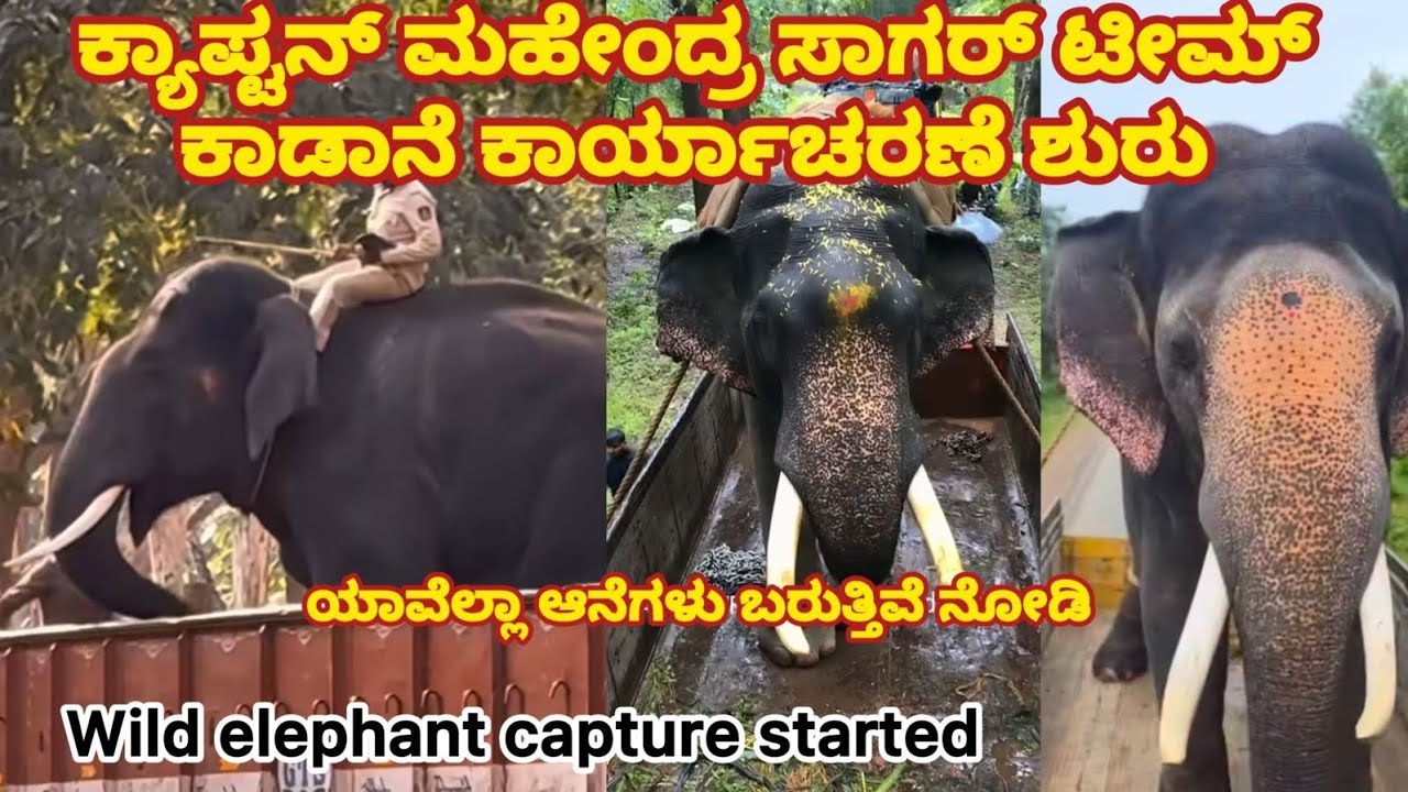 ಚಿಕ್ಕಮಗಳೂರು ಕಾಡಿನಲ್ಲಿ ದೈತ್ಯ ಕಾಡಾನೆ ಸೆರೆ! 🐘💥 ಮಹೇಂದ್ರ–ಸಾಗರ್ ತಂಡದ ENTRY 🦣