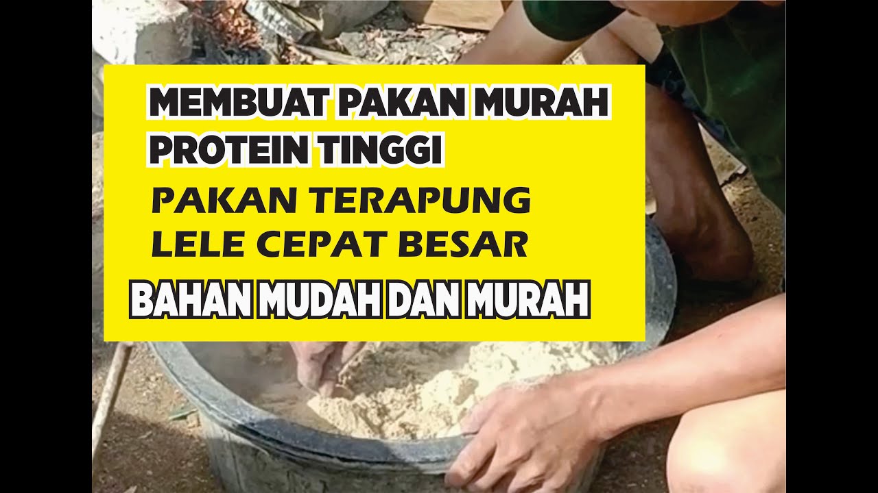 MEMBUAT PAKAN ALTERNATIF LELE PROTEIN TINGGI DENGAN BIYAYA MURAH