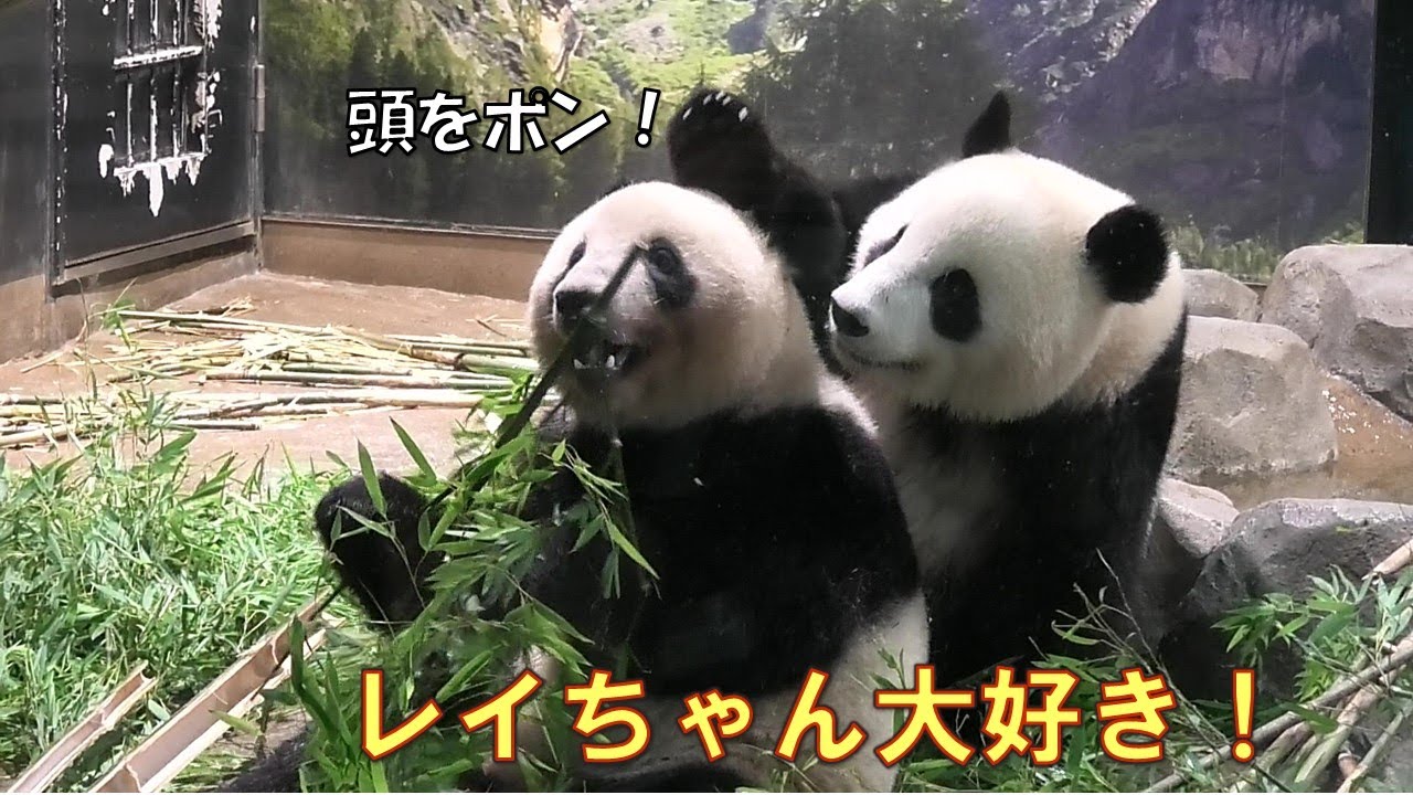 7/19寂しがり屋のシャオシャオ…そばを離れる時はボディタッチしないと離れられないgiantpanda @tokyo 上野動物園