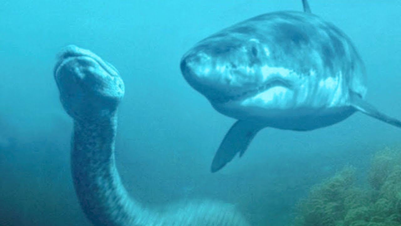 עשר חיות שיכולות לנצח אנקונדה( מטורף!!!)| טופטן