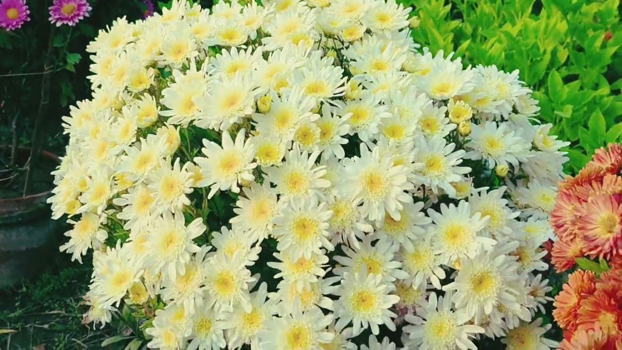 Chandramouli ka varieties and popularity || handmade garden 🤗